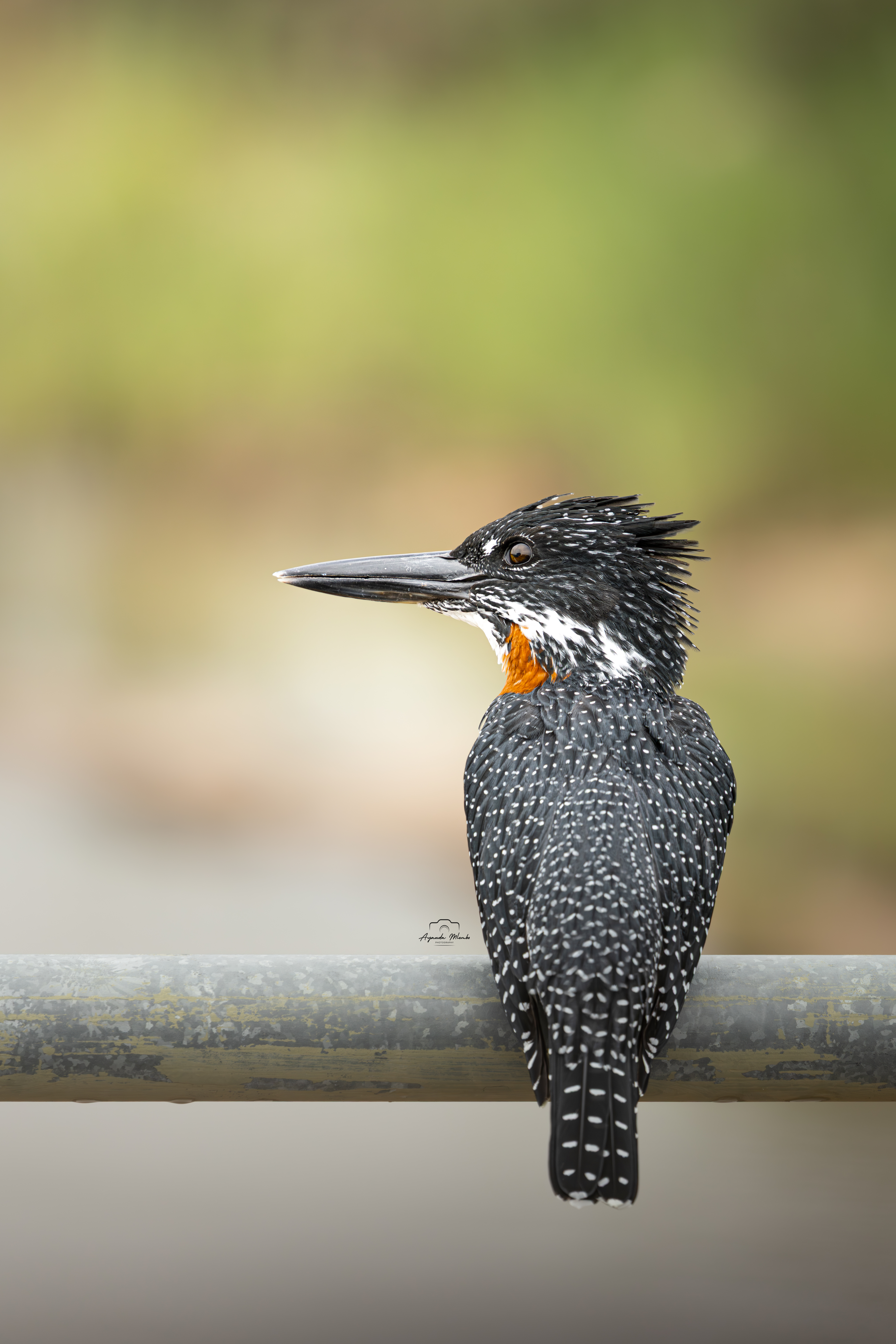 Giant Kingfisher